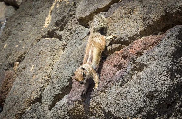 Barbary Ground Squirrel a Fuerteventura szigeten, Kanári-szigetek, Spanyolország — Stock Fotó