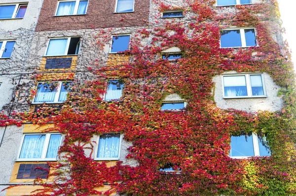 Edera che cresce su un muro di un edificio — Foto Stock