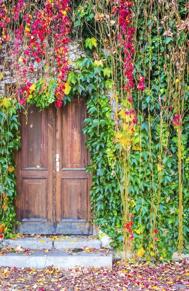 Ivy rostoucí na zdi obklopující staré dřevěné dveře — Stock fotografie