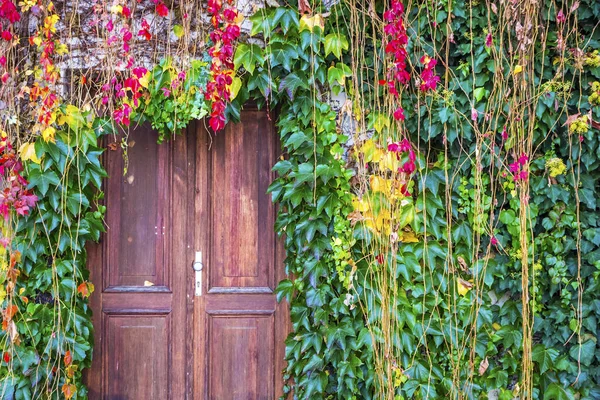 Ivy rostoucí na zdi obklopující staré dřevěné dveře — Stock fotografie