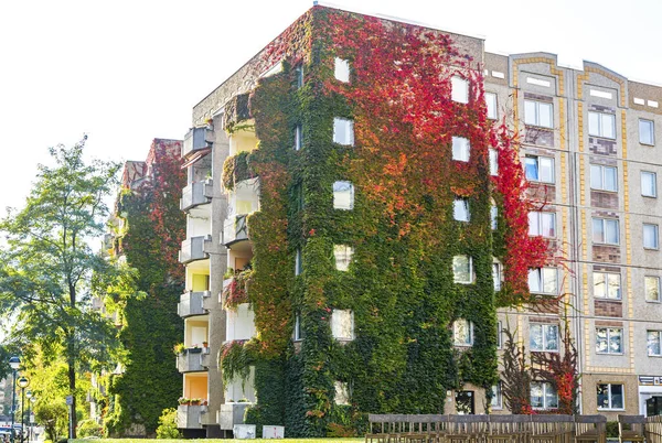 Edera che cresce su un muro di un edificio — Foto Stock