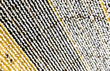 Noel süslemelerinin ışıklarının bulanık bokeh 'i