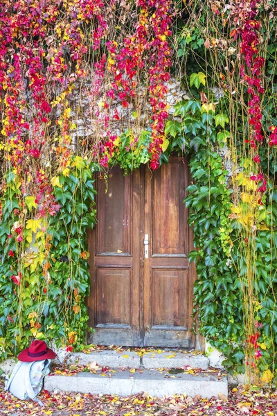 Ivy growing on a wall surrounding old wooden door — Stock Photo, Image