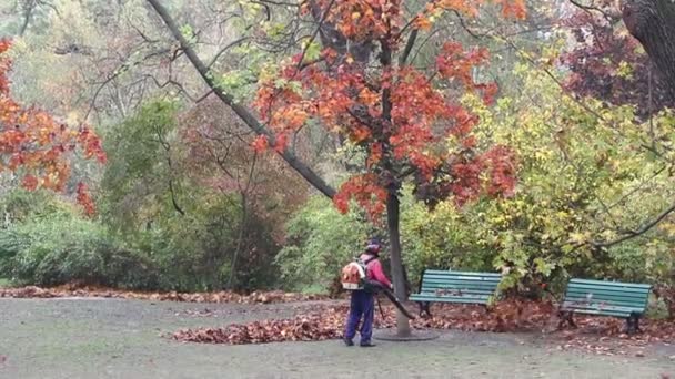 Садовник работает с листодувом в парке — стоковое видео