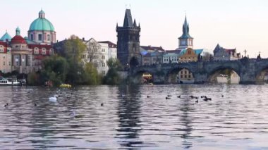 kuğular doğum vltava Nehri Prag, Çek Cumhuriyeti