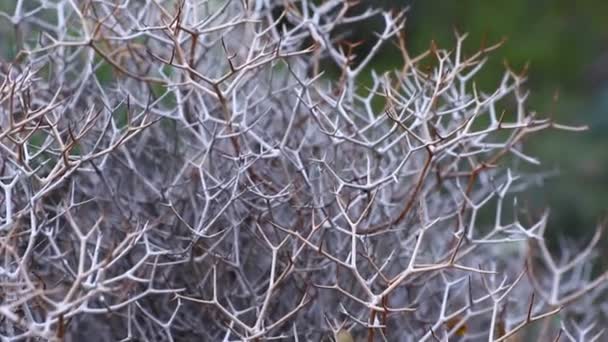 Close-up view of dried Launaea arborescens plants — 비디오