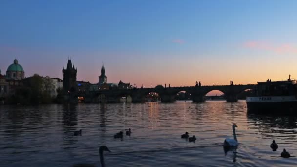 Κύκνοι στον ποταμό Μολδάβα στην Πράγα, Τσεχία — Αρχείο Βίντεο