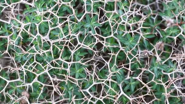 Widok z bliska na suszone rośliny Launaea arborescens — Wideo stockowe