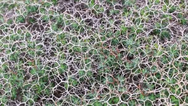 Vista de cerca de las plantas secas Launaea arborescens — Vídeo de stock