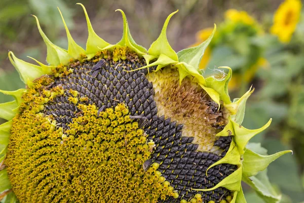 Nahaufnahme Sonnenblume auf einer Wiese — Stockfoto