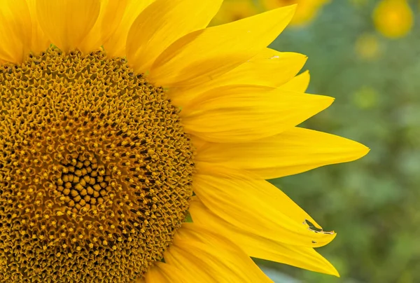 Close-up sunflower blooming on a meadow — Stock Photo, Image