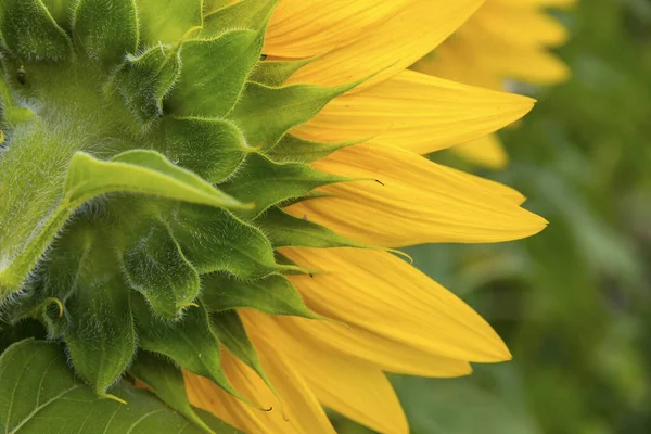 Close-up sunflower blooming on a meadow — Stock Photo, Image