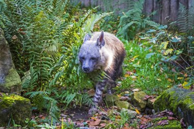 Kahverengi sırtlan (Hyaena brunnea), aynı zamanda strandwolf olarak da bilinir.