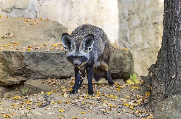 Volpe dalle orecchie di pipistrello (Otocyon megalotis ) — Foto Stock