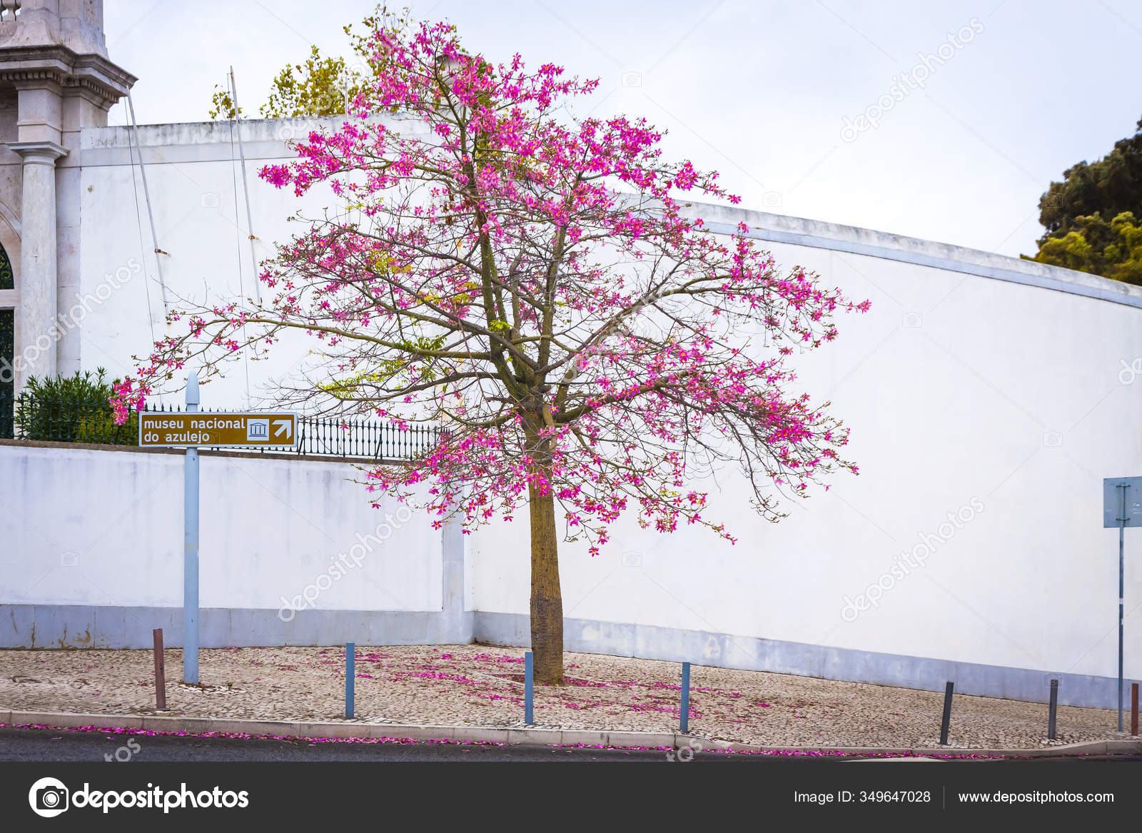Silk Floss Tree Ceiba Seen Street City Portugal Stock Photo ©katatonia82 349647028
