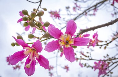 Close-up flowers of Silk floss tree (Ceiba speciosa). The flowers are from creamy-whitish to pink. They measure 4 to 6 inch in diameter and their shape is superficially similar to hibiscus flowers clipart