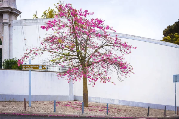 Silke Tandtråd Träd Ceiba Speciosa Sett Gatan Lissabon Stad Portugal — Stockfoto