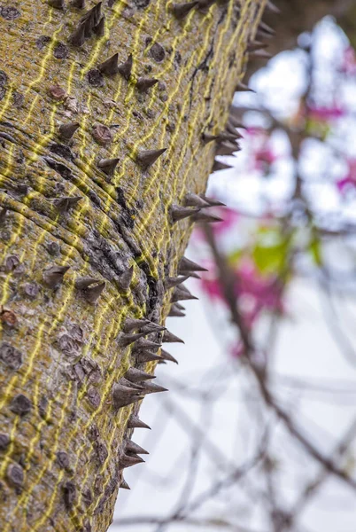 Збільшений Стовбур Шовкового Дерева Ceiba Speciosa Шлюз Захищений Товстими Конічними — стокове фото