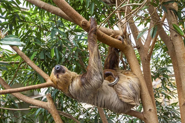 Cute Brown Throated Three Toed Sloth Crawling Tree — Stock Photo, Image