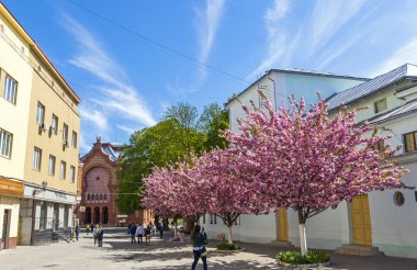 Uzhhorod, Ukrayna - 16 Nisan 2019: Uzhhorod kentindeki Teatralna Meydanı 'nda çiçek açan pembe kiraz ağaçları (sakura). Arka planda Transcarpathian Bölgesel Filarmoni Binası