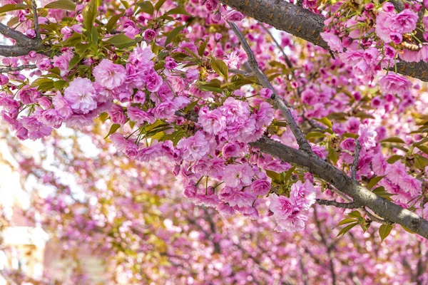 Větev Kvetoucí Růžové Třešně Sakura Strom Zahradě — Stock fotografie