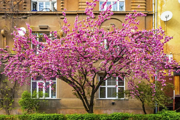 Blossoming Pink Cherry Tree Sakura Tree Street — Stock Photo, Image