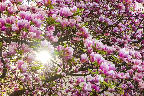 Roze Bloemen Van Bloeiende Magnolia Boom Magnolia Liliiflora Tuin Zonlicht — Stockfoto