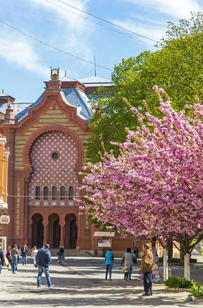 Ungvár Ukrajna 2019 Április Virágzó Rózsaszín Cseresznyefák Sakura Ungvár Teatralna — Stock Fotó