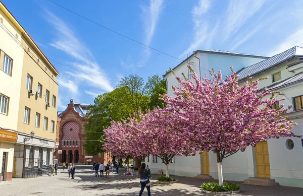 Użhorod Ukraina Kwietnia 2019 Kwitnące Różowe Wiśnie Sakura Placu Teatralnym — Zdjęcie stockowe