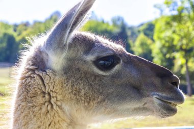 Guanaco 'nun (Lama guanicoe) yakın plan portresi, Güney Amerika' ya özgü camelid, lama ile yakın akraba. Adı Keçuva kelimesi huanaco 'dan geliyor.