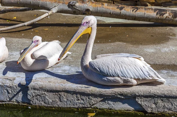 Büyük Beyaz Pelikan Ailesi Pelecanus Onocrotalus Doğu Beyaz Pelikan Gül — Stok fotoğraf