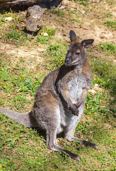 Wallaby Pescoço Vermelho Wallaby Bennetts Macropus Rufogriseus Macropod Pequeno Nativo — Fotografia de Stock