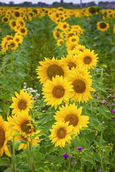 Zonnebloemen Bloeien Een Weide Natuurlijke Achtergrond Gegevens Zonnebloemen — Stockfoto
