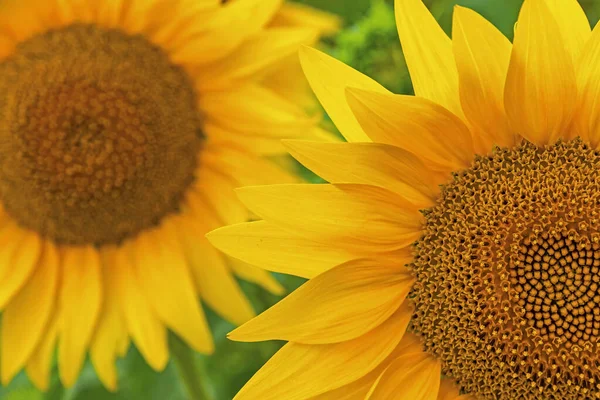 Primer Plano Girasol Floreciendo Prado Detalles Del Girasol Fondo Natural — Foto de Stock