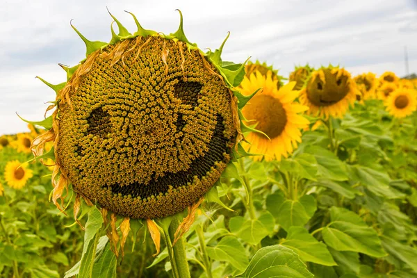 Girasole Primo Piano Con Volto Sorridente Campo Girasoli Sfondo Naturale — Foto Stock