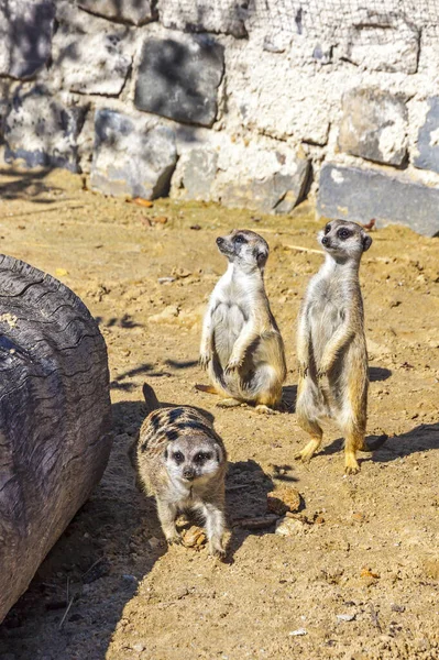 ミーアキャット科 ラテン語 Suricata Suricatta 広い頭 大きな目 尖った鼻先 長い脚 細いテーパリングの尾 目の見えないコートの模様が特徴的な小さな単衣である — ストック写真