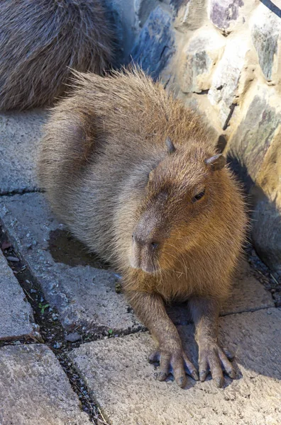 Capybara Latin Hydrochoerus Hydrochaeris Egy Hatalmas Üreges Rágcsáló Őshonos Dél — Stock Fotó