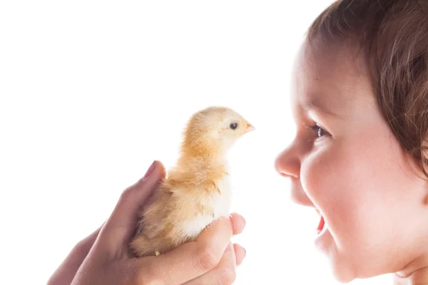 Criança feliz e pouco frango — Fotografia de Stock