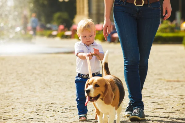 Pojke promenerar hunden — Stockfoto