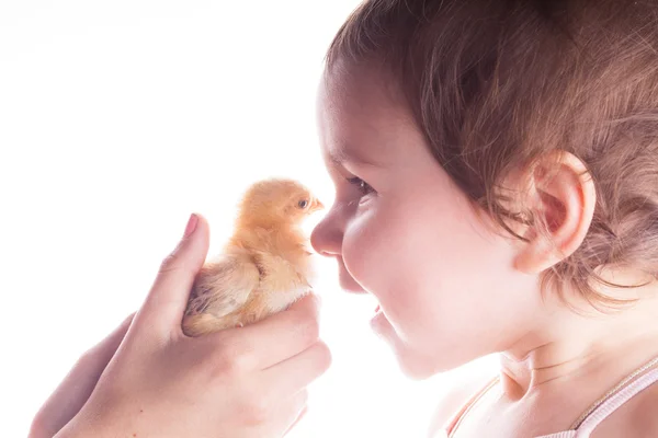 Happy child and little chicken — Stock Photo, Image