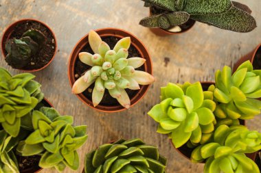 Succulents - küçük mutluluk