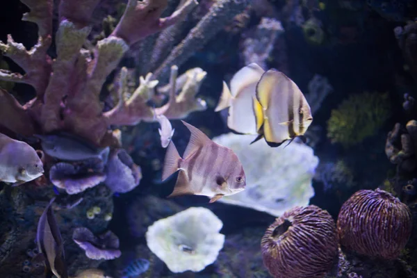 Poissons de mer tropicaux en aquarium — Photo