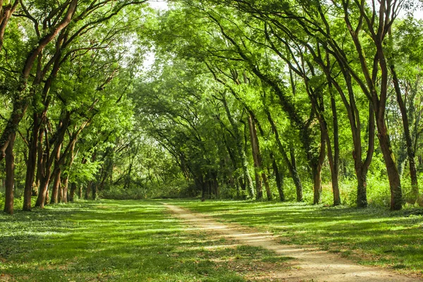 Paesaggio forestale da favola — Foto Stock