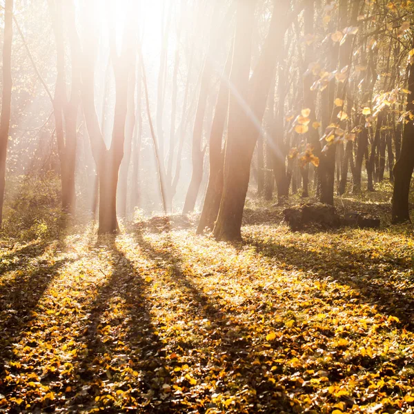 Herbstlich nebliger Morgen — Stockfoto