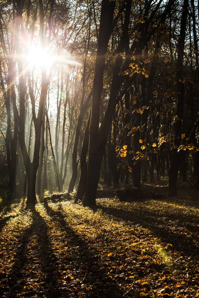 Herbstlich nebliger Morgen — Stockfoto