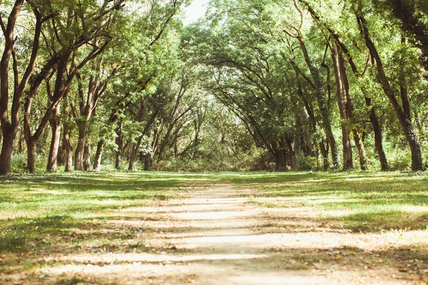 Paisaje forestal de cuento de hadas — Foto de Stock