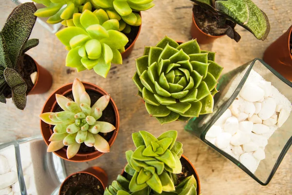 The Succulents - Little happiness — Stok Foto