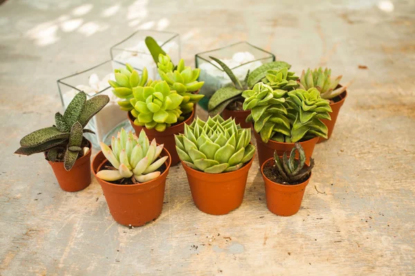 Succulents - küçük mutluluk — Stok fotoğraf