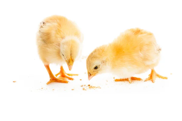 The cute chicks — Stock Photo, Image