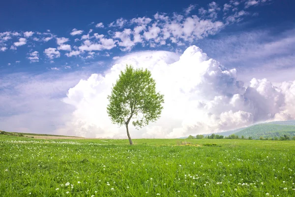 Дерево над голубым небом — стоковое фото